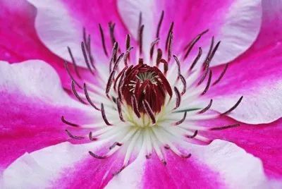 Imagem jigsaw puzzle