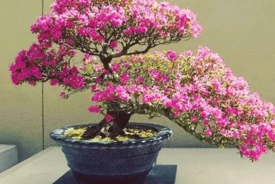 Bonsai jigsaw puzzle