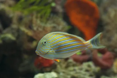 Bonito 2
