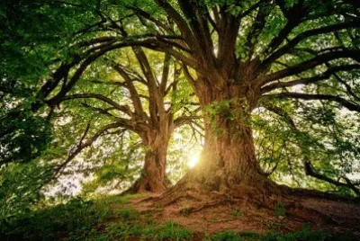 Foto jigsaw puzzle