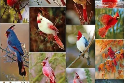 Cardinals jigsaw puzzle
