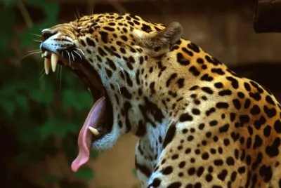 JAGUAR