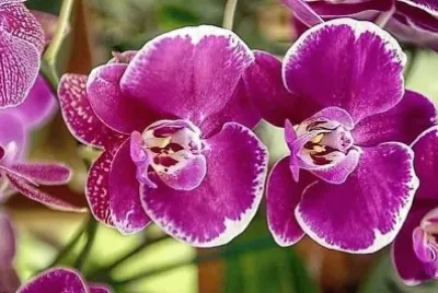flores jigsaw puzzle