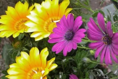 i miei fiori jigsaw puzzle