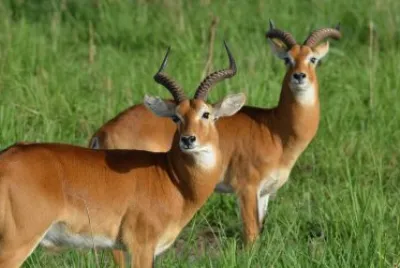 ANTILOPES