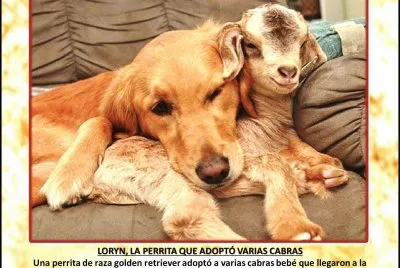 LORYN, LA PERRITA QUE ADOPTÃ“ VARIAS CABRAS