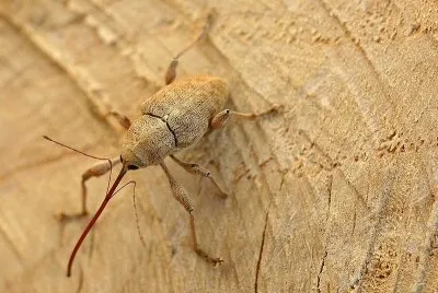 פאזל של Curculio elephas