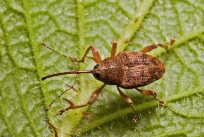 פאזל של Curculio glaundium