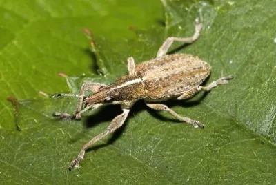 פאזל של Sitona gressorius