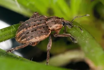 Hipera zoilus