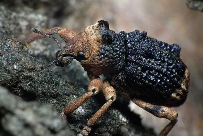 Polydrusus mollis