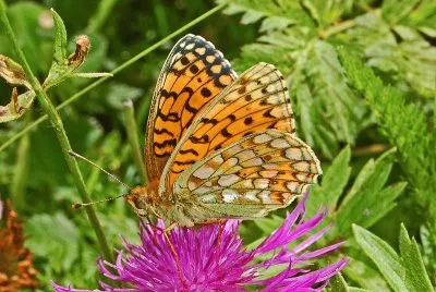 Argynnis niobe jigsaw puzzle