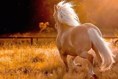 פאזל של cavalo