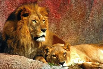 animais