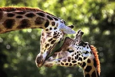 animais