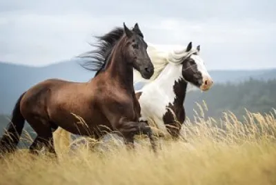 cavalo