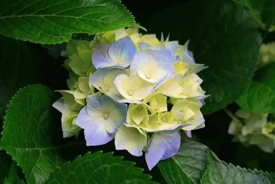 flor jigsaw puzzle