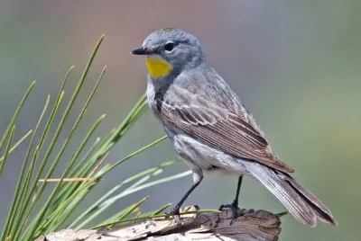 Dendroica coronata auduboni