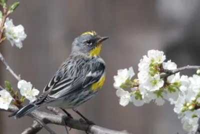 Yellow rumped warbler jigsaw puzzle