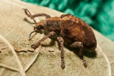 Gonipterus scutellatus