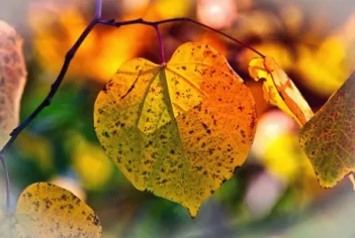 Foto jigsaw puzzle