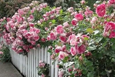 flores