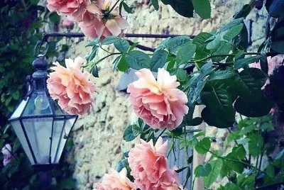 flores jigsaw puzzle