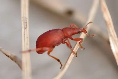 Apion frumentarium