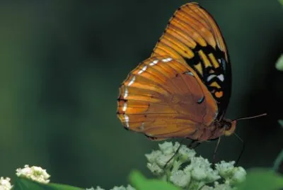 Argynnis diana