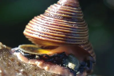 Calliostoma ligatum