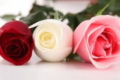 Rosas jigsaw puzzle