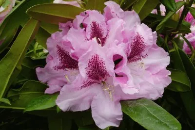 Rhododendron jigsaw puzzle