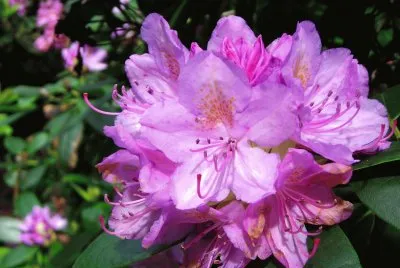 Rhododendron jigsaw puzzle