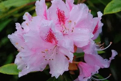 Rhododendron jigsaw puzzle