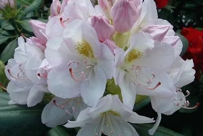 Rhododendron jigsaw puzzle