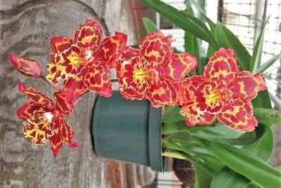 flores jigsaw puzzle