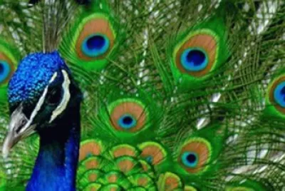 Bonito jigsaw puzzle