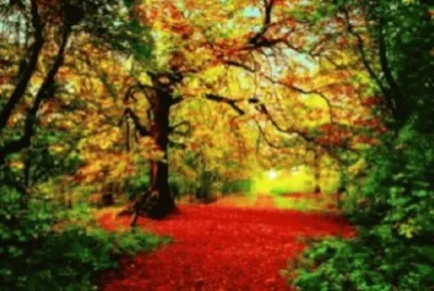 Foto jigsaw puzzle
