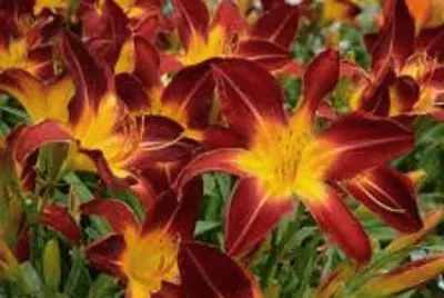 Foto jigsaw puzzle