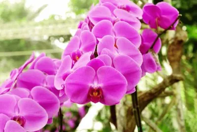 Foto jigsaw puzzle