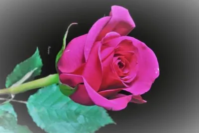 flores jigsaw puzzle