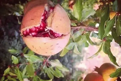 frutas