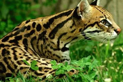 Ocelote