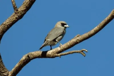 Artamo cinerino