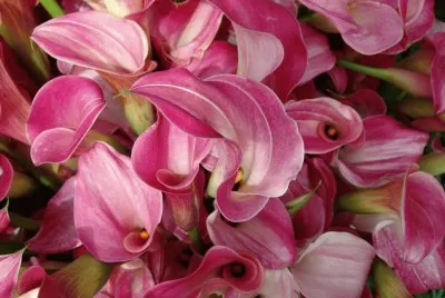 flores
