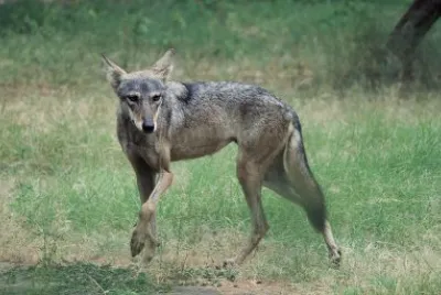 Lupo grigio indiano