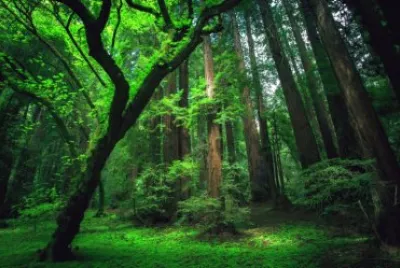 Nature