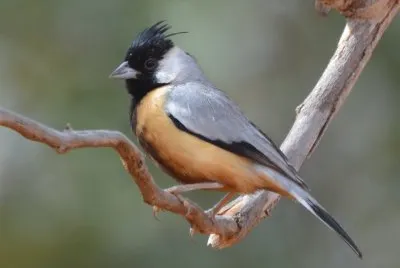 Charitospiza eucosma