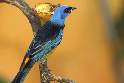 Thraupis bonariensis