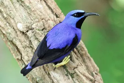 Cyanerpes careuleus